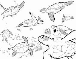 Read national geographic's latest stories about animals. Coloring Pages Sea Turtle Coloring Page Unique Loggerhead Pages Exadures Free