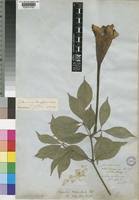 Image result for Rothmannia longiflora