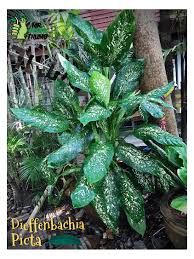 Dieffenbachia Picta In 2020 Pond Waterfall Plants House Plants