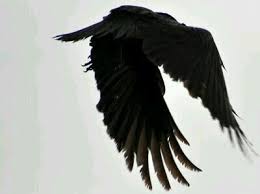 Pin On Rex Corvus Parate Regis Corvi