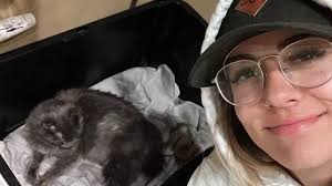 Fundraiser by Taylor Tatum : Vet bills for a safe kitten delivery