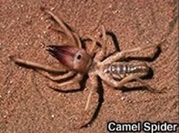 48,000 species spiders (order araneae) are air. Camel Spiders Snopes Com