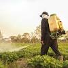 Weed species (herbs and • history and development of biological control • relationship of systematics to biological control • biology and impact of predators • biology and. 1