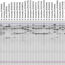 Image result for Urochloa xantholeuca