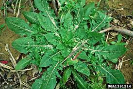 We did not find results for: Cutleaf Evening Primrose Oenothera Laciniata Myrtales Onagraceae 1391214