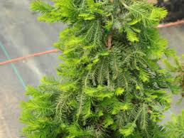 Maybe you would like to learn more about one of these? Bald Cypress Care Growing Guide American Conifer Society