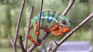 Pin By Urban Tropics On Panther Chameleons Chameleon Color Kindergarten Science Leo Lionni