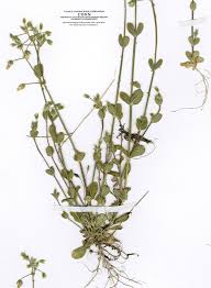 Image result for Cerastium indicum