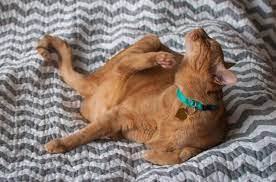 Cat animals zum kleinen preis hier bestellen. Does My Cat Have Fleas 9 Ways To Tell Bechewy