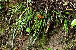 Image result for Vittaria elongata