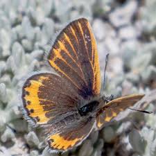 Image result for Nesaea linearis