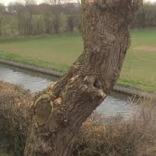 Posted on 23rd may 2019 by treesaw. How Should I Deal With My Willow Tree That Has Been Butchered By The Council Gardening Landscaping Stack Exchange