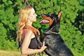 How To Teach Your Doberman To Stop Jumping On People