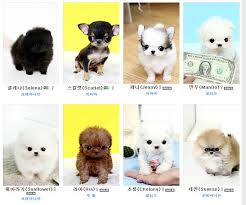 Find teacup puppies in canada | visit kijiji classifieds to buy, sell, or trade almost anything! Facebook