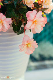 Check spelling or type a new query. Flowers That Grow In The Shade Perk Up Your Garden With These Annuals