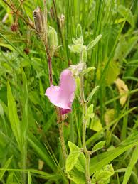 Image result for Sesamum radiatum