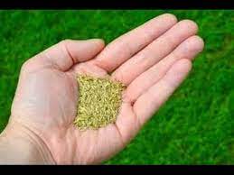 Yes while this solution is only efficient on small gardens, it does kill weeds effectively. How To Plant Grass Seed Easy Tips On How To Plant Grass Seed Youtube