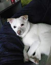 477 likes · 2 talking about this · 19 were here. Pets At Peace New Jersey Home Facebook