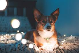 Enterrer Son Chien Ou Son Chat Combien Ca Coute Happy End