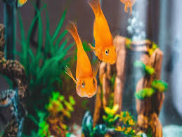 Aquarium cubes can fit almost any space, while corner fish tanks will fit conveniently in any room. Aquarium Water Pump Maintain The Supply Of Air In Your Fish Tank Most Searched Products Times Of India