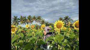Momen tepat untuk memberikan karangan bunga matahari. Di Magelang Wisata Baru Selpie Bunga Matahari Baturono Salam Youtube