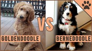 The bernedoodle is a relatively new hybrid that was created when a bernese mountain dog was crossed with a poodle. Goldendoodle Vs Bernedoodle Which Dog Is Better Youtube