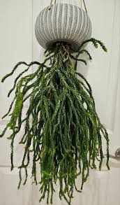 Image result for Huperzia gnidioides