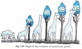 4 main theories of evolution explained with diagram and