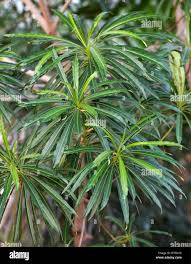 Image result for Turneraceae