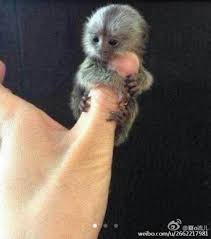 I Want Oneeeee Thumbs Monkey Dimagio Baby Animals Super Cute Cute Baby Animals Cute Little Animals