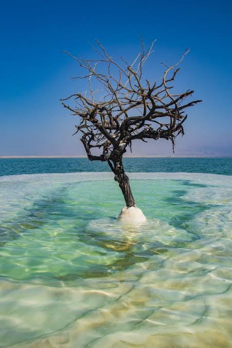 Dead Tree in the Sea of Life Stock Photo - Image of planted, magical:  161583862