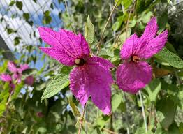 Image result for Dalechampia