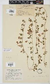 Image result for Dolichos angustifolius