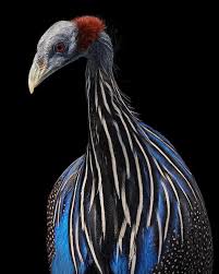 Maybe you would like to learn more about one of these? Potret Indah Burung Langka Dan Langka Yang Terlihat Cukup Memukau Ciptavisual