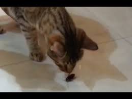 Check spelling or type a new query. Can Cats Eat Cockroaches Planet Feline