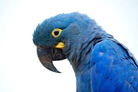 It's super small (~150 loc), fast, and has some great annotated. Edward Lear S Parrots Take Flight In Brazil Apollo Magazine