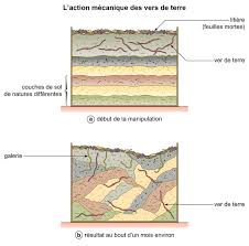 Forums pour discuter de terre, voir ses formes composées, des exemples et poser vos nous avons investi dans de la terre et acheté un bon nombre d'hectares. L Action Mecanique Des Vers De Terre Assistance Scolaire Personnalisee Et Gratuite Asp