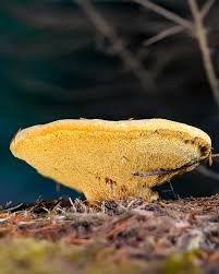 Image result for Hermannia parvula