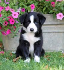 Which is the best breed of creekwood collie? Border Collie Puppies For Sale In Ohio Petswall
