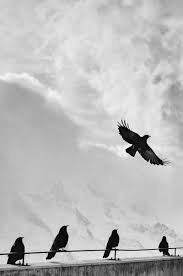 أجمل صور 2019 افضل خلفيات وصور 2019 اجمل الصور الخلفيات Black And White Birds Bird Pictures Bird Photo
