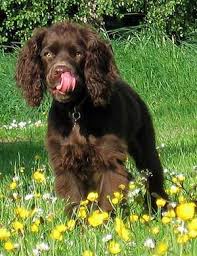 Learn more about the american water spaniel, a medium sized hunting and family dog. Cocker Spaniel Temperament And Personality