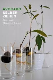 Immer Wieder Werde Ich Gefragt Wie Ich Es Schaffe Aus Einem Avocado Kern Pflanzen Zu Ziehen Und Ob Diese Jemals Avocados Tr Avocado Plant Plants Healthy Plants