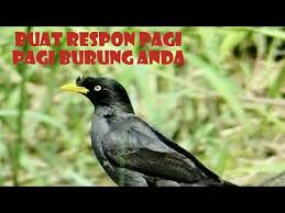 Jd satu burung aja nih. Jalak Kebo Suara Gacor No1 Pemikat Langsung Respon Youtube