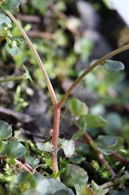 Image result for Chrysosplenium americanum