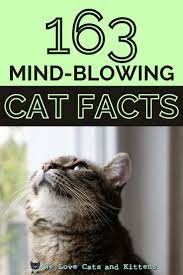 163 Cat Facts That Will Blow Your Mind In 2021 Cat Facts Fun Facts About Cats Cat Behavior Facts