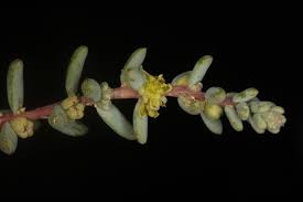 Image result for Suaeda plumosa