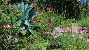 Image result for Buchnera attenuata