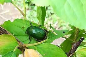 果樹ログ 果樹を育てて食べる 害虫