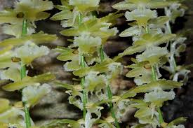 Image result for Diaphananthe