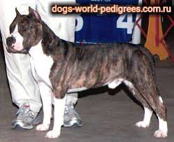 World Amstaff Database